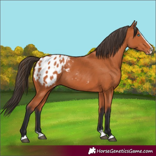 Horse Color:Bay Splash Blanket 