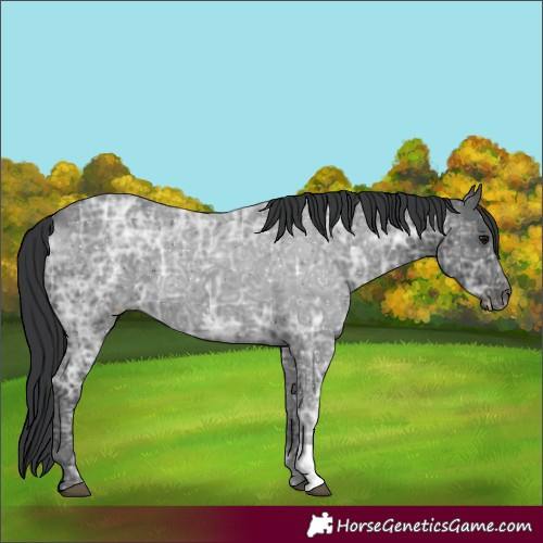 Horse Color:Black Ice