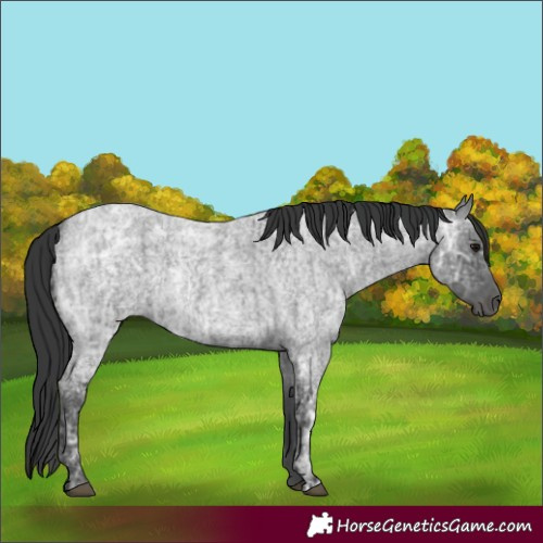 Horse Color:Blue Ice Roan and Blue Ice Roan