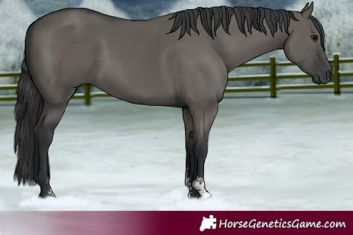 Horse Color:Grullo Sabino Rabicano