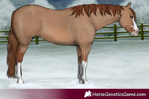 Horse Color:Red Dun Splash and Red Dun Splash