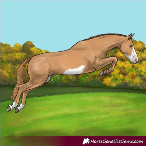 Horse Color:Chestnut Frame 