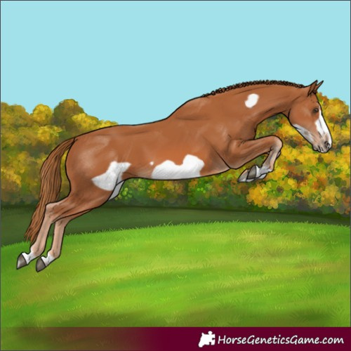 Horse Color:Chestnut Frame 