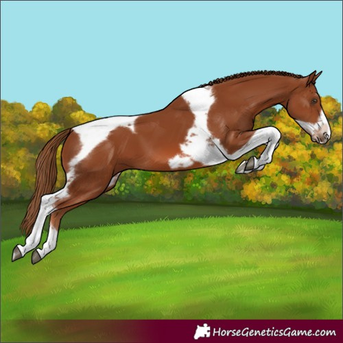 Horse Color:Chestnut Tobiano Frame 