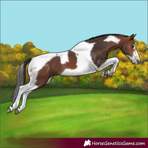 Horse Color:Bay Tobiano Frame