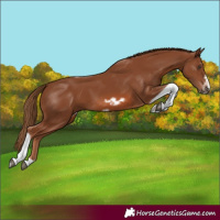 Horse Color:Chestnut Tobiano Frame