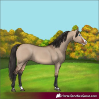 Horse Color:Unknown 
