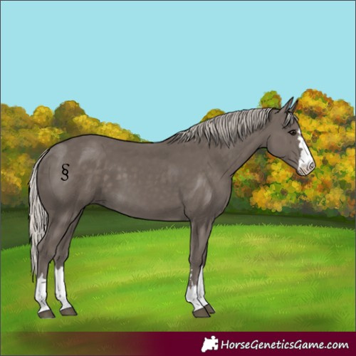 Horse Color:Silver Black
