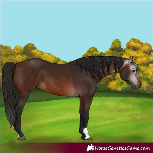 Horse Color:Gray Bay 