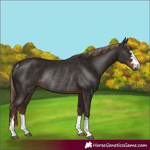 Horse Color:Liver Chestnut Rabicano