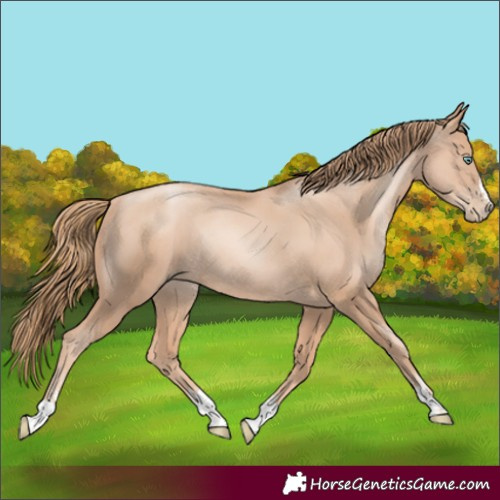 Horse Color:Gold Champagne Pearl Rabicano and Gold Champagne Pearl Rabicano