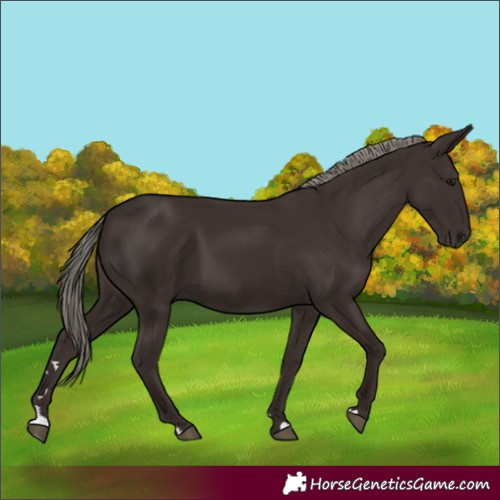 Horse Color:Liver Chestnut 