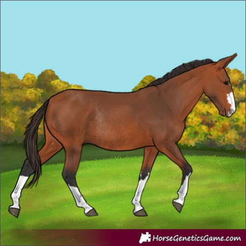 Horse Color:Bay Rabicano 