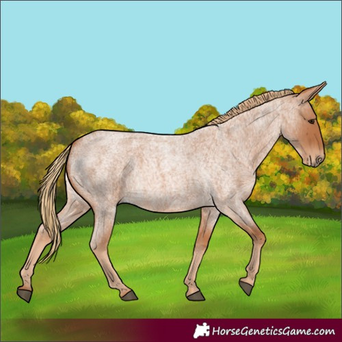 Horse Color:Red Roan