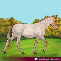 Horse Color:Red Roan