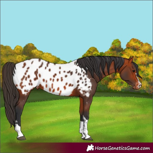 Horse Color:Bay Near Leopard 