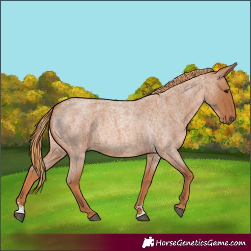 Horse Color:Red Roan