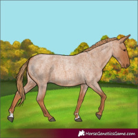 Horse Color:Red Roan
