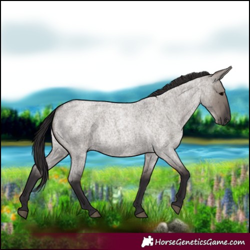 Horse Color:Smoky Grullo Roan 