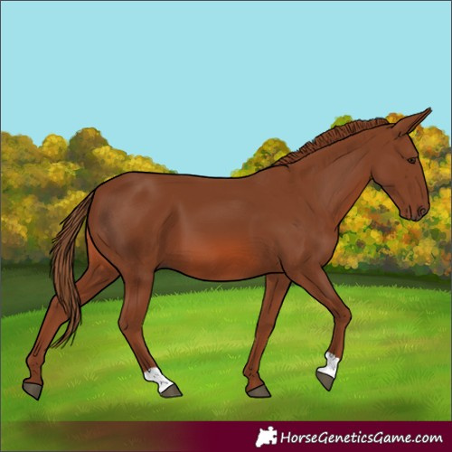 Horse Color:Chestnut 
