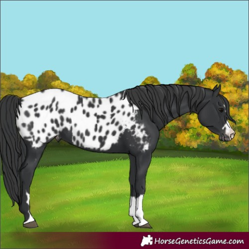 Horse Color:Black Blanket 