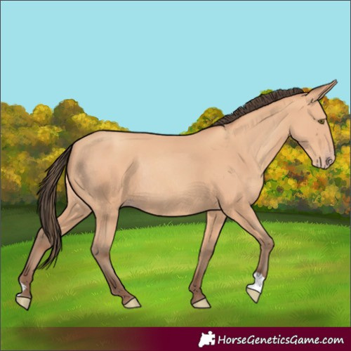 Horse Color:Amber Champagne Rabicano