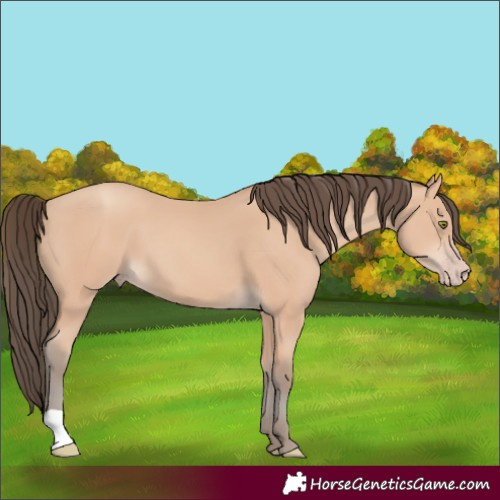 Horse Color:Amber Champagne 