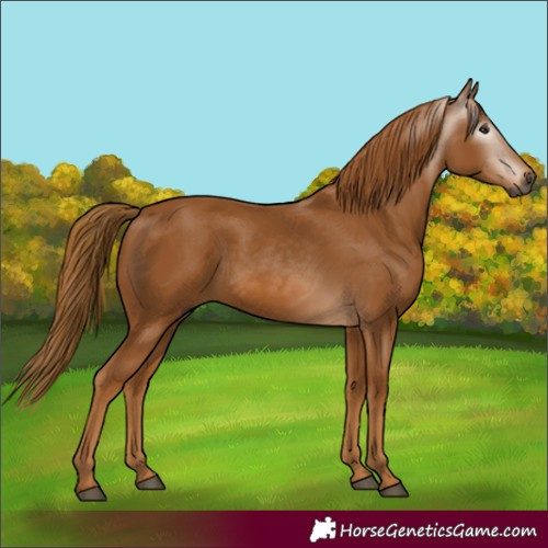 Horse Color:Gray Chestnut