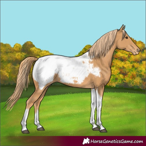Horse Color:Chestnut Tobiano Snowcap 