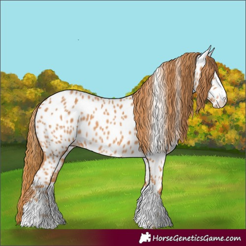 Horse Color:Chestnut Near Leopard 