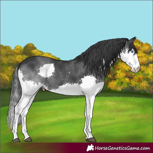 Horse Color:Black Splash 