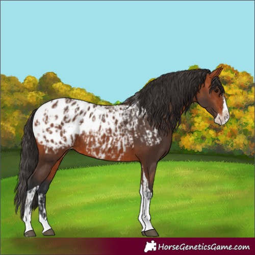 Horse Color:Bay Splash Tobiano Blanket and Bay Splash Tobiano Blanket