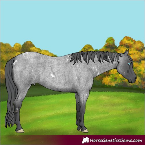 Horse Color:White Spotted Blue Roan Merle