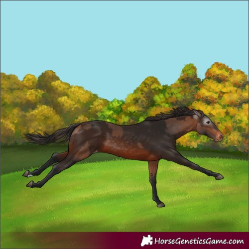 Horse Color:Bay Varnish and Gray Bay Varnish