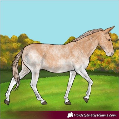 Horse Color:White Spotted Chestnut