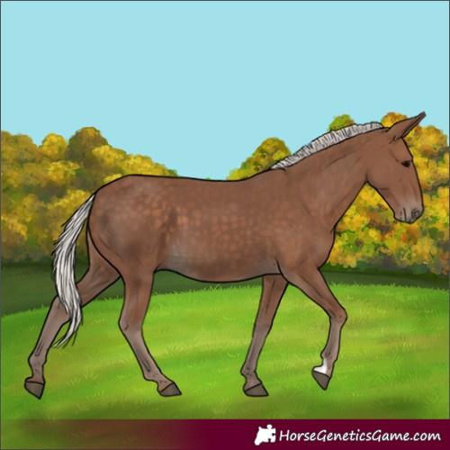 Horse Color:Silver Black