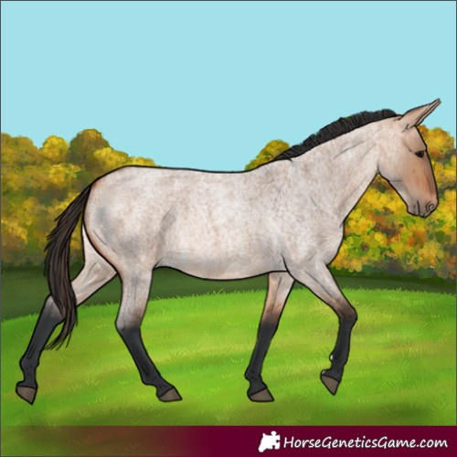 Horse Color:Bay Roan Dun