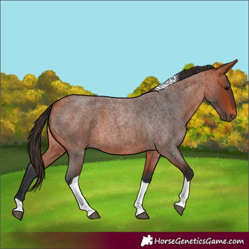 Horse Color:Bay Roan Tobiano 