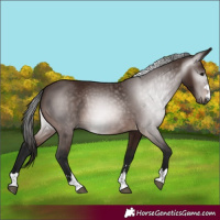 Horse Color:Gray Bay