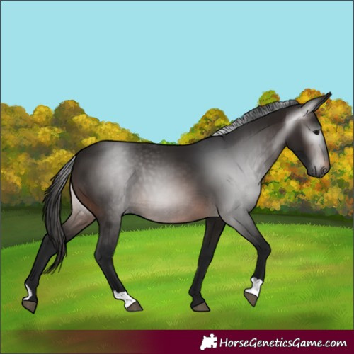 Horse Color:Gray Bay