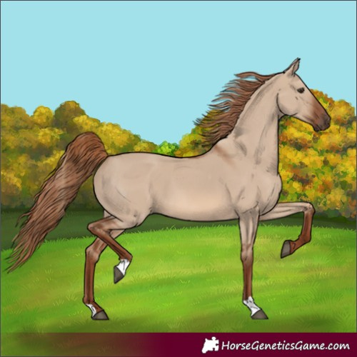 Horse Color:Red Dun