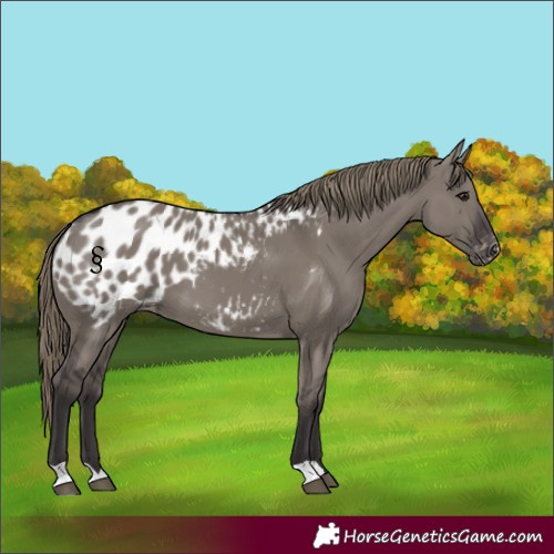 Horse Color:Smoky Grullo Blanket 