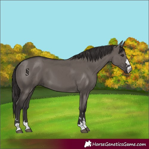 Horse Color:Smoky Grullo 