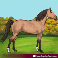 Horse Color:Bay Dun 