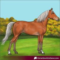 Horse Color:Silver Bay