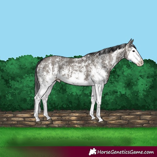 Horse Color:Grullo Sabino Splash and Grullo Sabino Splash