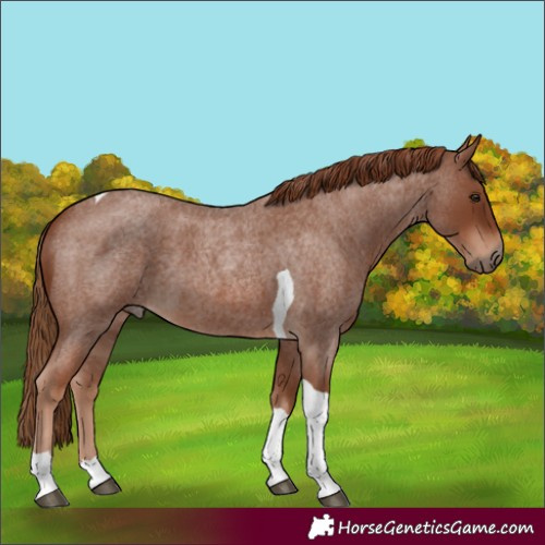 Horse Color:Red Roan Tobiano 