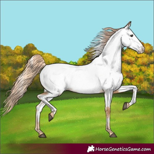 Horse Color:Red Roan Near Fewspot 