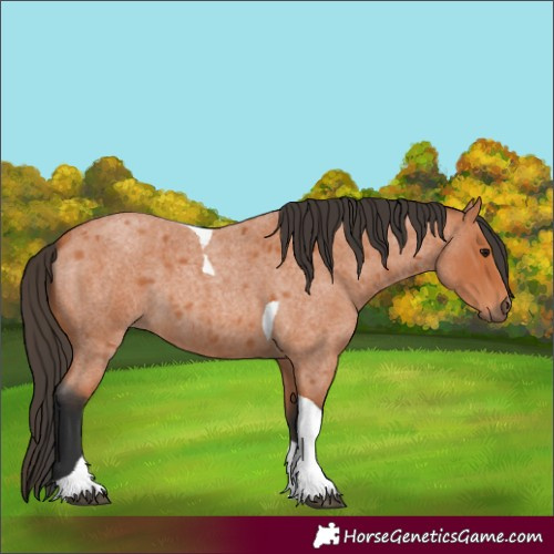Horse Color:Bay Roan Tobiano 
