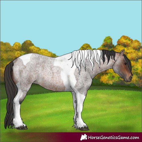 Horse Color:Brown Roan Tobiano Rabicano 